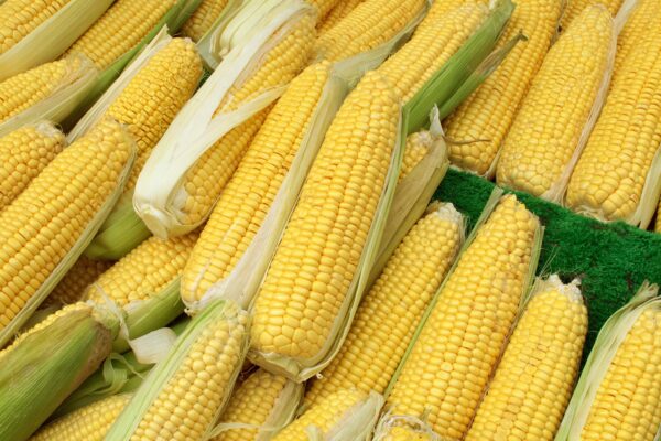 Yellow corn - Image 2